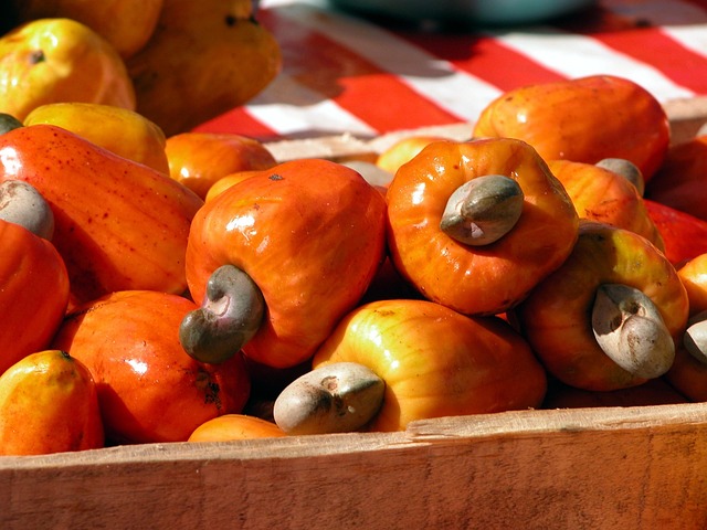 NUTORG trusted organic cashew farming and sourcing partner